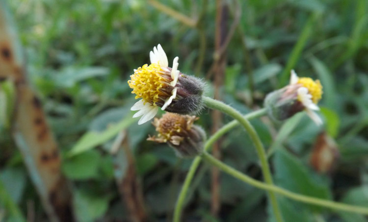 বুনো ফুল