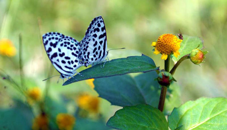 পথের ধারে ফুলের গাছে সাদাকালো দুটি প্রজাপতি