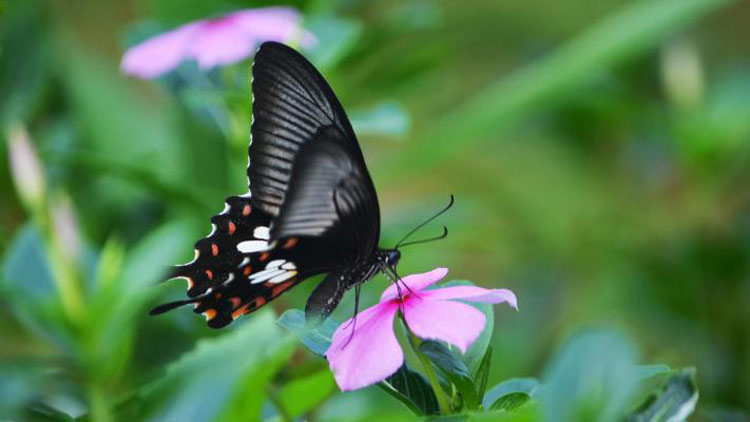 ফুলে মধু সংগ্রহে ব্যস্ত প্রজাপতি