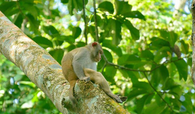 চিন্তায় মগ্ন বানর মহাশয়