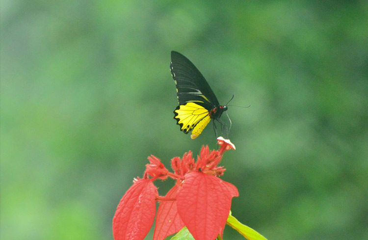 মধু আহরণ