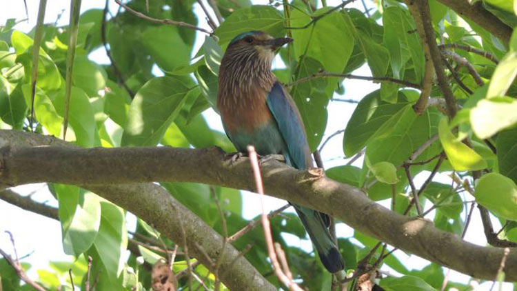 গাছের ডালে বসে আছে কাঠশালিক