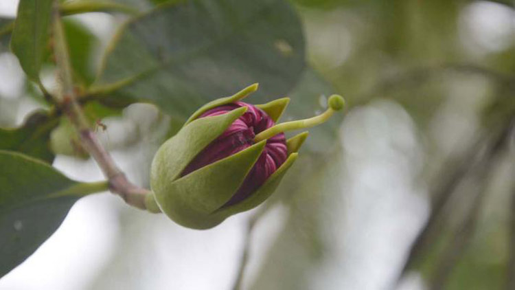 দেশীয় এই ফুলের নাম ‘ছইলা’ ফুল