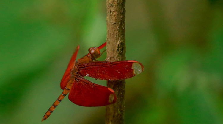 সবুজ প্রকৃতির প্রেক্ষাপটে বর্ণিল ফড়িং