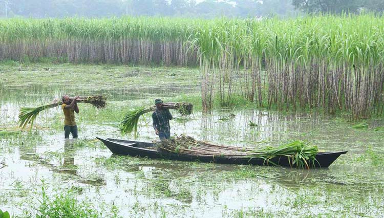 পানিতে তলিয়ে যাওয়া ক্ষেত থেকে নৌকায় আখ তুলছেন কৃষকরা