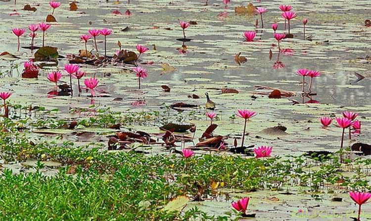 শান্ত হ্রদে লাল শাপলার হাসি