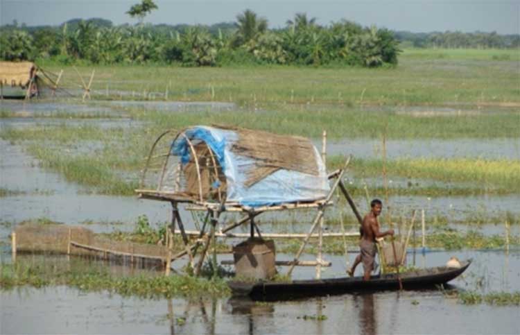 কমে আসছে হাওরের পানি। মাছ শিকারের এই তো সময়