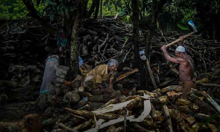 খেটে খাওয়া কাঠুরের গল্প!