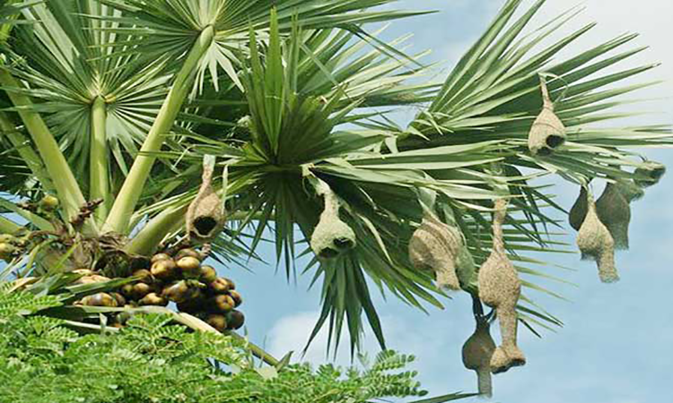 কালের বিবর্তনে হারিয়ে যাচ্ছে বাবুই পাখির ঘর