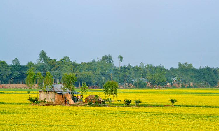 মন হারানো এক প্রকৃতি-ছবিটি তুলেছেন মোল্লা তোফাজ্জল