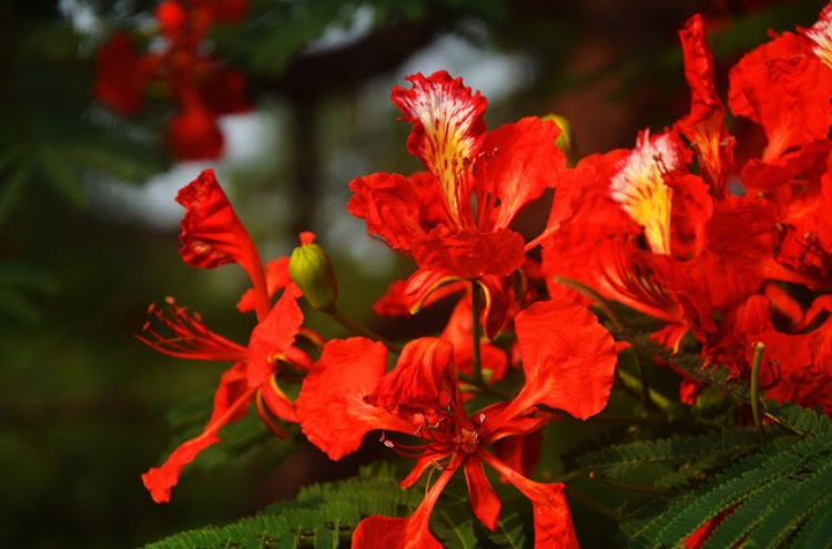 কৃষ্ণ চুড়া লাল হয়েছে ফুলে ফুলে তুমি আসবে বলে