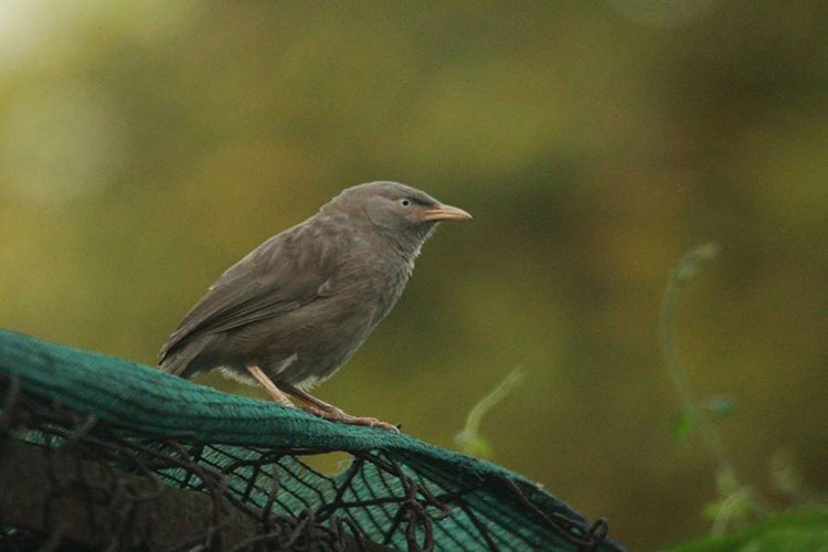 এখন কি আর দেখা যায় এই পাখি?