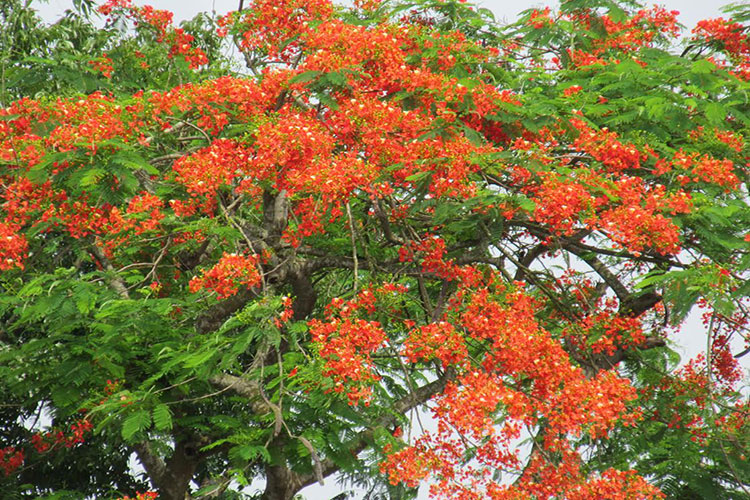 কৃষ্ণ চুড়া লাল হয়েছে ফুলে ফুলে তুমি আসবে বলে