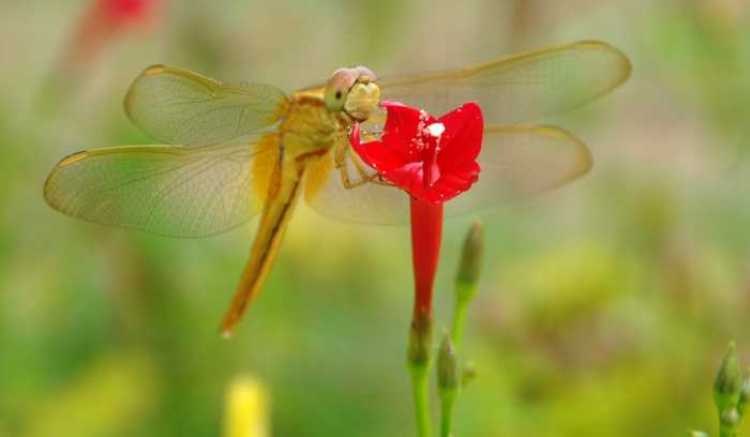 ঘাস ফড়িং যখন ফুলে ফুলে