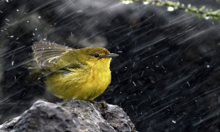 প্রতিনিয়তই হারিয়ে যাচ্ছে পরিচিত পাখিদের ডাক