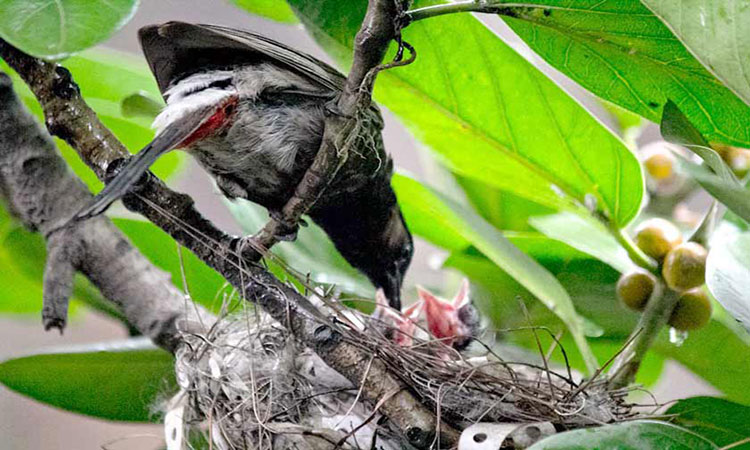 এই পৃথিবীতে সন্তানের প্রতি মায়ের ভালোবাসা চিরন্তন, শাশ্বত