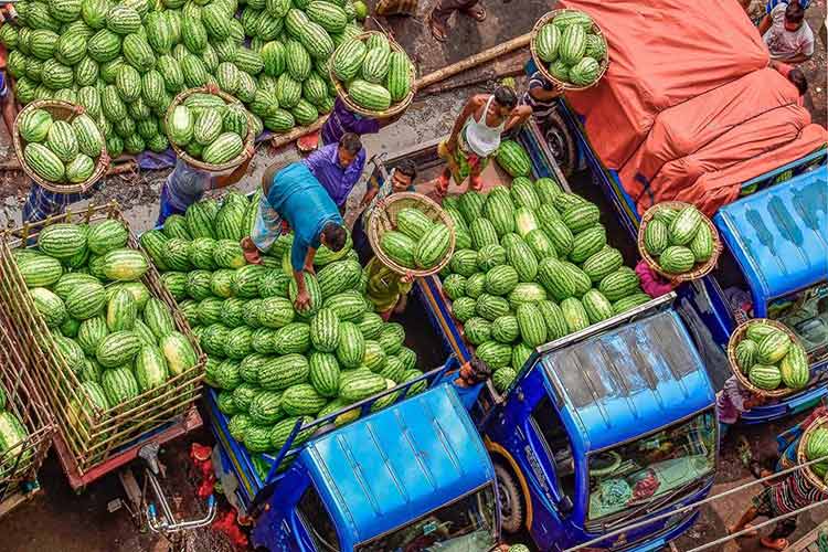 তরমুজের বাম্পার ফলন