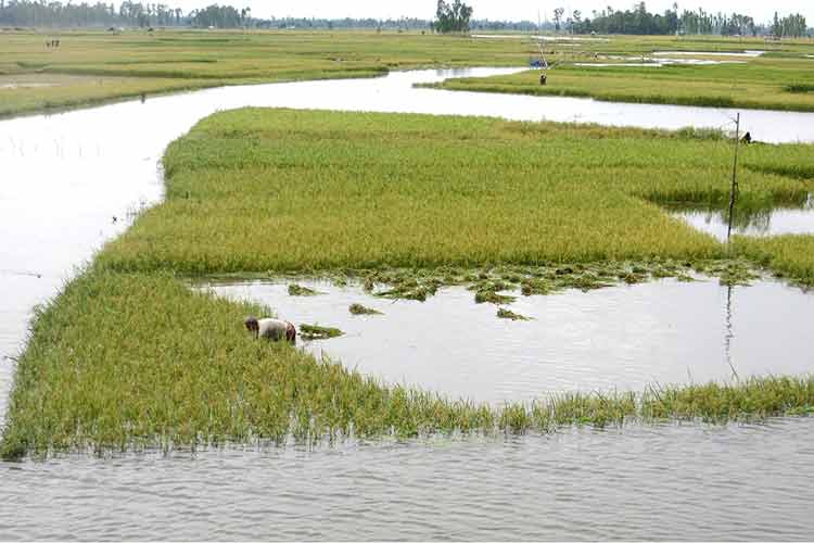 বৃষ্টিতে ফসলের ক্ষতি