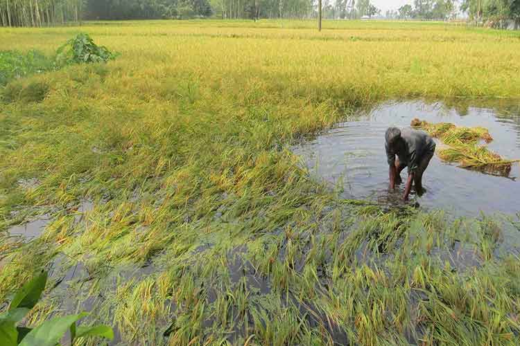 ফসলের ক্ষতিতে কৃষক হতাশ