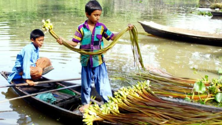 বিক্রির জন্য শাপলা তুলে নৌকায় সাজিয়ে রাখছে শিশুটি