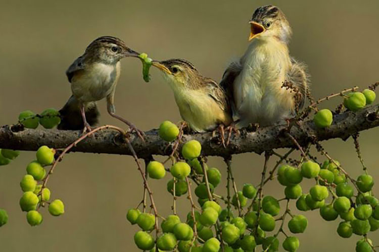 অরবড়ই গাছে চড়ুই পাখির খুনসুটি