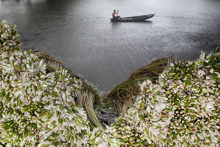 বৃষ্টির দিনে নদীর পারে শাপলার স্তুপ