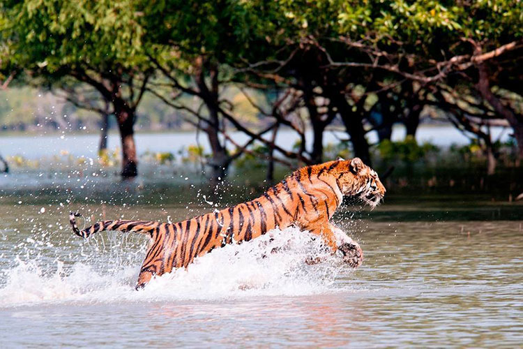 বনের পানিতে শিকারের খোঁজে বাংলার বাঘ