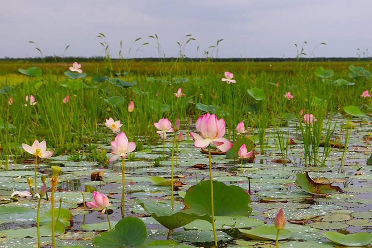 সোনালী ধানের পরিবর্তে পদ্ম