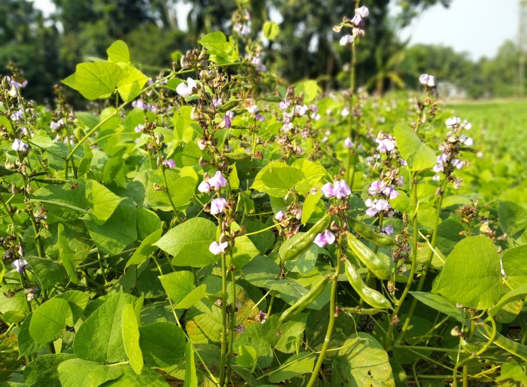 সীমান্তবর্তি জেলা লালমনিরহাটের সবজি চাষীদের শিম বাগান