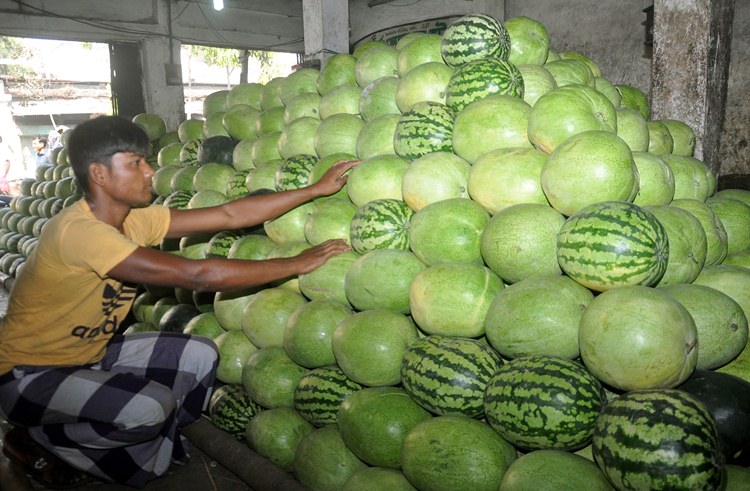 তরমুজের বাম্পার ফলন