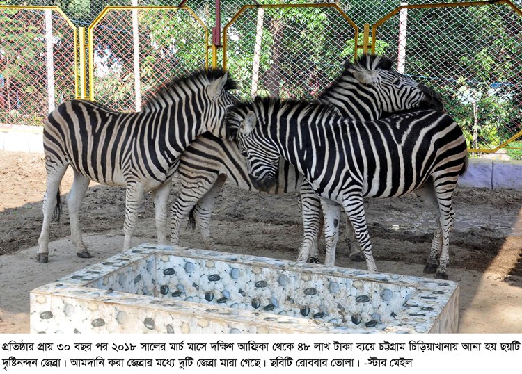 চট্টগামের চিড়িয়াখানায় নতুন ছয়টি জেব্রা