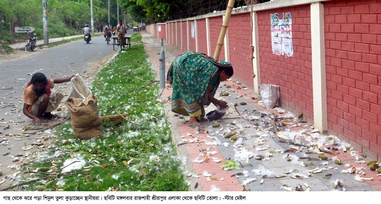 গাছ থেকে পড়া শিমুল তুলা কুড়াচ্ছে স্থানীয়রা