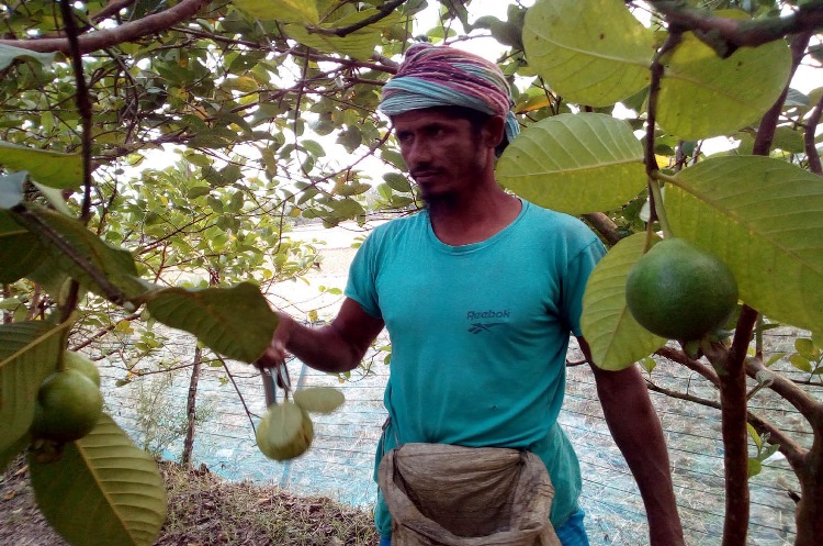 পটুয়াখালীর কলাপাড়ায় পেয়ারা চাষে লাভবান কৃষকেরা