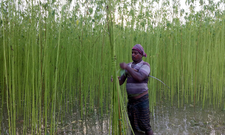 রাজবাড়িতে পানির অভাবে পাটের জাক দেয়া নিয়ে বিপাকে পড়েছেন কৃষকরা