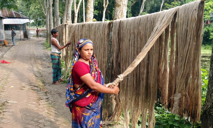 রাজবাড়িতে পাট কাটার পরও পানির অভাবে জাক দিতে পারছেন না কৃষক।