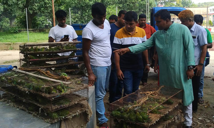 চাপাইনবাবগঞ্জে ৩৭১টি টিয়া পাখি অবমুক্ত এবং ৪ পাচারকারীকে জেল জরিমানা।