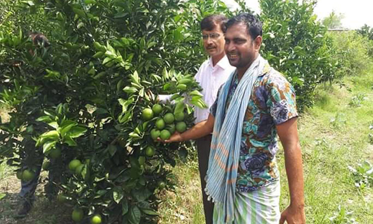 বরেন্দ্রাঞ্চলে দিন দিন চনপ্রিয় হয়ে উঠছে মালটা চাষ