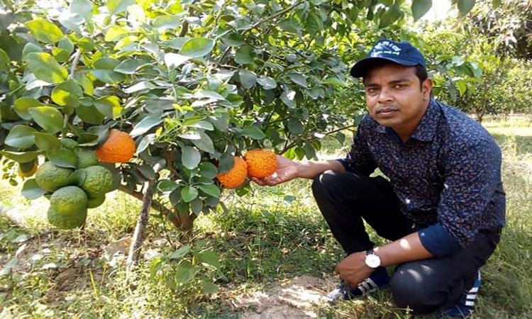 বরেন্দ্রাঞ্চলে দিন দিন চনপ্রিয় হয়ে উঠছে মালটা চাষ