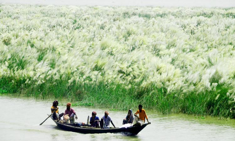 শরতে পদ্মা নদীর পাশে ফোটা কাশফূল হাওয়ায় দোল খাচ্ছে