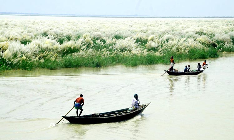 শরতে পদ্মা নদীর পাশে ফোটা কাশফুল হাওয়ায় দোল খাচ্ছে