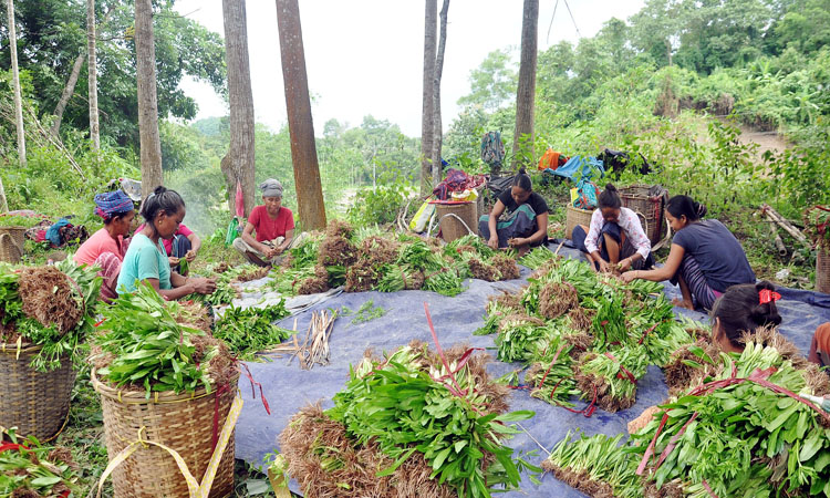 বিলাতি ধনিয়া পাতা চাষে লাভবান হচ্ছেন পাহাড়ি নারীরা