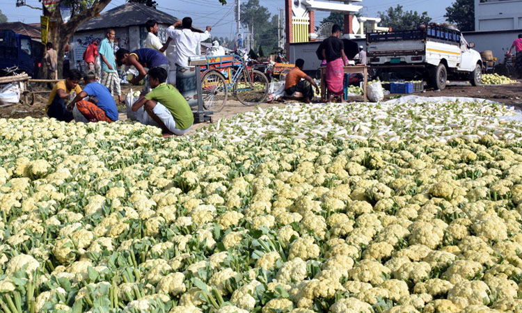 বগুড়ার বাজারে আসতে শুরু করেছে শীতের সবজি