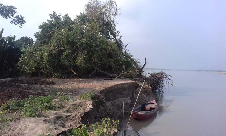 মাগুরায় একের পর এক বাড়ি ঘর গ্রাস করছে মধুমতি নদী