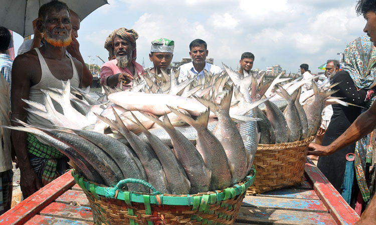 সাগরে জেলেদের জালে ধরা পড়ছে ইলিশ আর ইলিশ