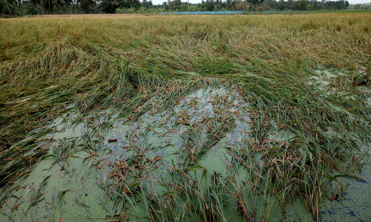 ঘূর্ণিঝড় বুলবুলের আঘাতে লণ্ডভণ্ড ধান ক্ষেত