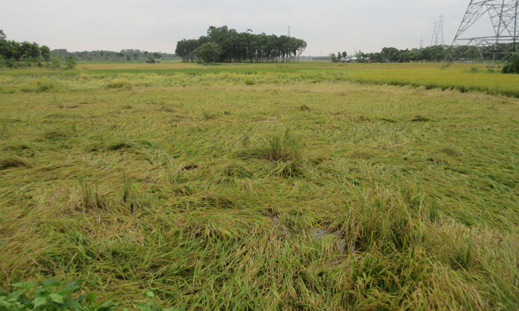 ঘূর্ণিঝড় বুলবুলের আঘাতে লণ্ডভণ্ড ধান ক্ষেত