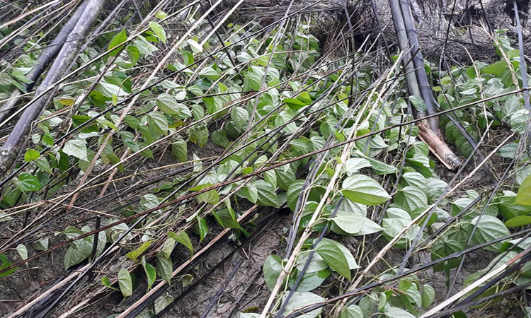 ঘূর্ণিঝড় বুলবুলের আঘাতে ক্ষতিগ্রস্ত পানবরজ