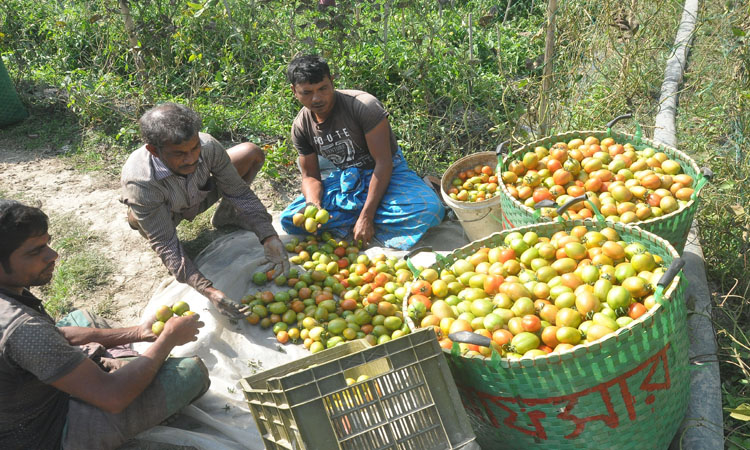 টমেটো বিক্রির জন্য তৈরি করছেন কৃষক