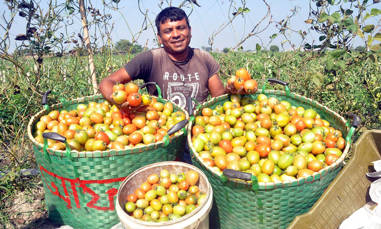 টমেটো হাতে কৃষকের আনন্দের হাসি