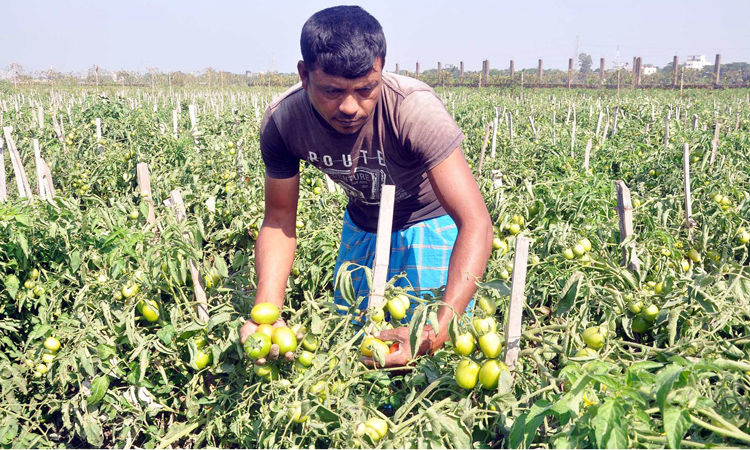 ক্ষেত থেকে টমেটো সংগ্রহ করছেন কৃষক